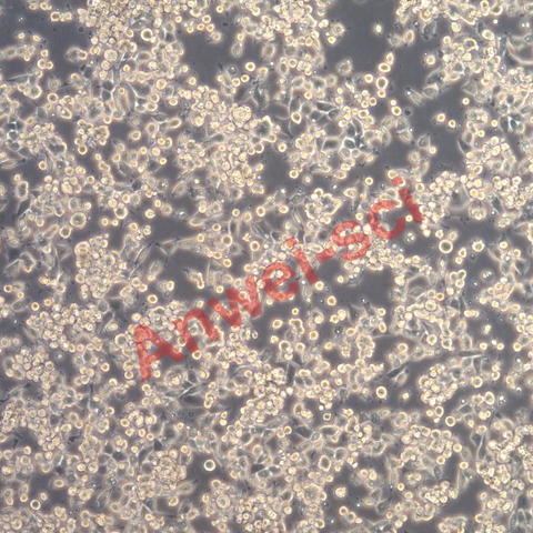 小鼠结肠癌细胞--mc38-puro+psma