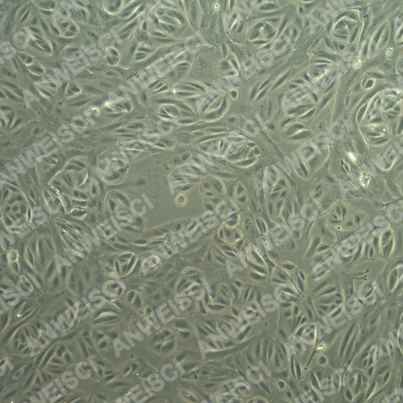 鸡小肠黏膜上皮细胞